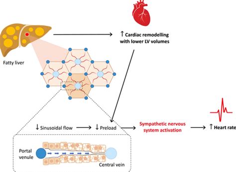 Fatty Liver Disease, Heart Rate, and Cardiac Remodelling: …