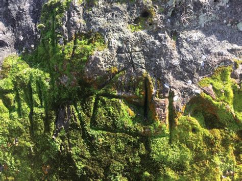 Fauna – Gault & Millau Turkey.