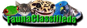 This section is for posting wanted and for sale advertisements for any and all subspecies, color phases and morphs of Lampropletis not found in other categories. . Faunaclassifieds