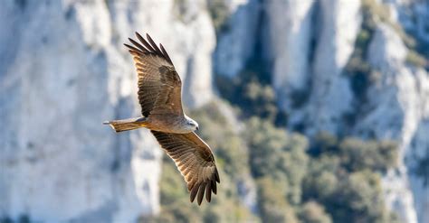 Faune du Luberon