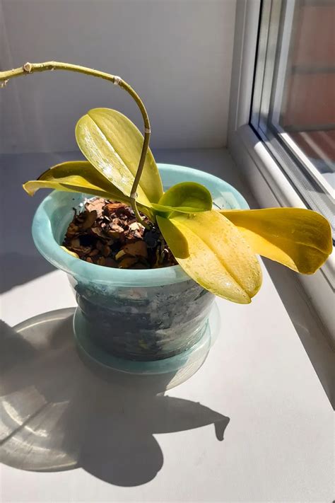 Faut-il couper les feuilles jaunies des orchidées