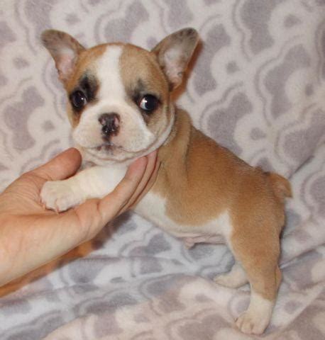 Faux French Bulldog Puppies