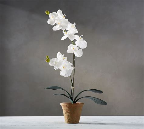 Faux Potted Orchid Artificial Flowers Pottery Barn