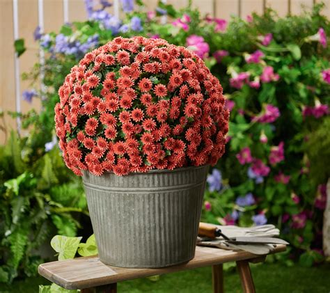 Artificial Flowers Outdoor Plastic Plants - 12 Bundles Outside Face Mums Fake Greenery UV Resistant No Fade Faux Shrubs Home Garden Porch Patio Decoration Bundles Office Thanksgiving(RedOrange) 4.4 out of 5 stars 4,530