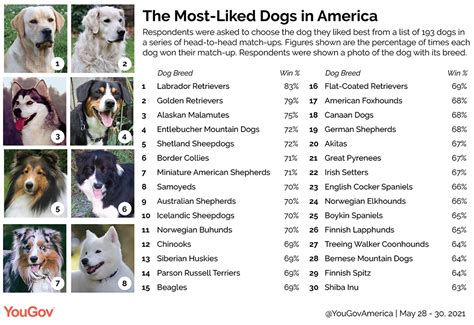 Favorite dog breed 2023. Things To Know About Favorite dog breed 2023. 