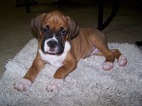 Fawn Boxer Puppies For Sale In Texas