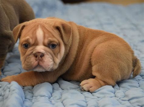 Fawn Bulldog Puppies For Sale