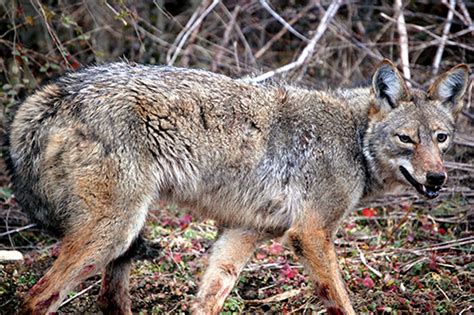 Fawn Coyote Leaked 🍌 [HD]