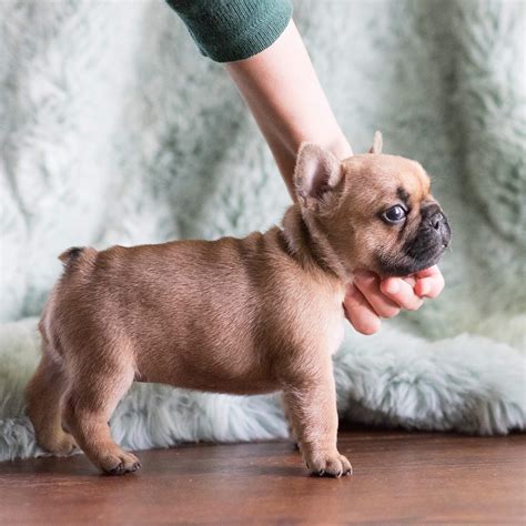 Fawn Female French Bulldog Puppies For Sale