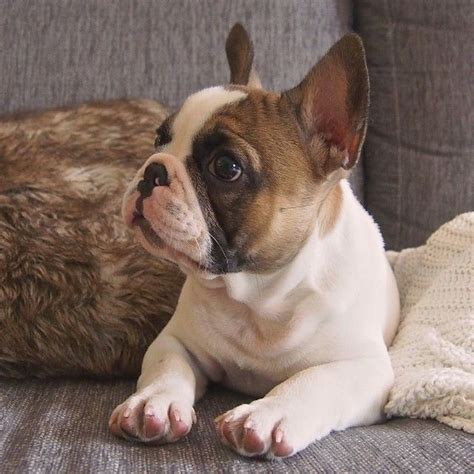 Fawn Pied French Bulldog Puppies For Sale