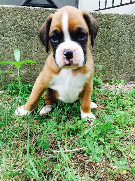 Fawn Puppy Boxer