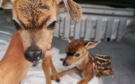 Fawn Rescue of Sonoma County