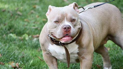 Short answer: Fawn Tri Color American Bully. The fawn tri color American Bully is a specific coat color combination for this dog breed. It features a tan or brown …. 