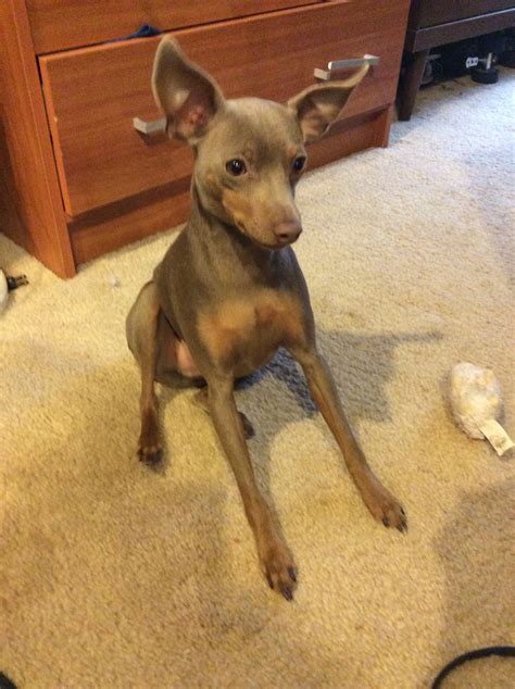 Welcome to Sidels Miniature Pinschers I am dedicated to breeding Miniature Pinscher's that are true to breed type, characteristics and free of hereditary disease. I do occasionally have a litter.. 