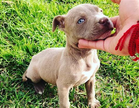 May 29, 2020 by George. A Blue Fawn Pitbull is a Pitbull with a fawn (yellowish-tan) coat, blue-gray skin, nose, eye rims, lips, and hazel-blue eyes. It is caused by a combination …. 