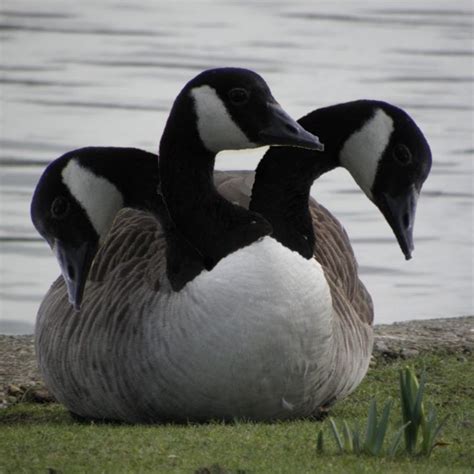 😈 Fawxi Leaked PORN 199 Videos