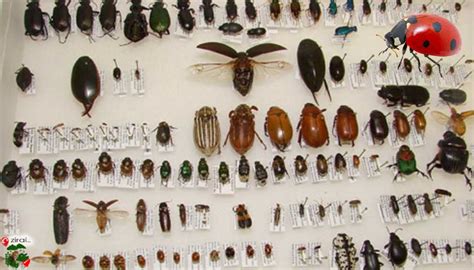 Faydalı Böcekler Böcekler.