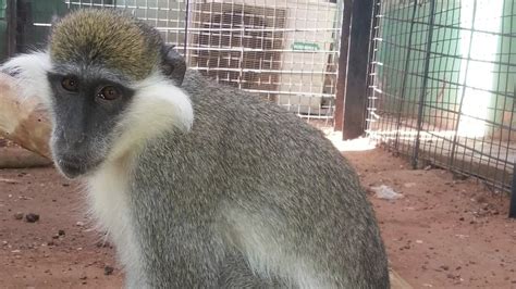 Fears over scores of zoo animals caught in Sudan crossfire