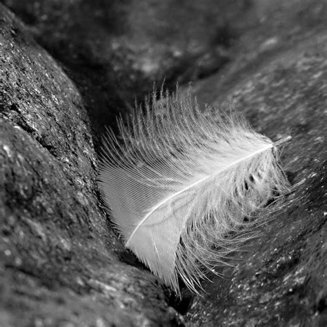 Feather and Stone Photography – Medium