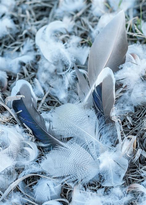Feather nest. Things To Know About Feather nest. 