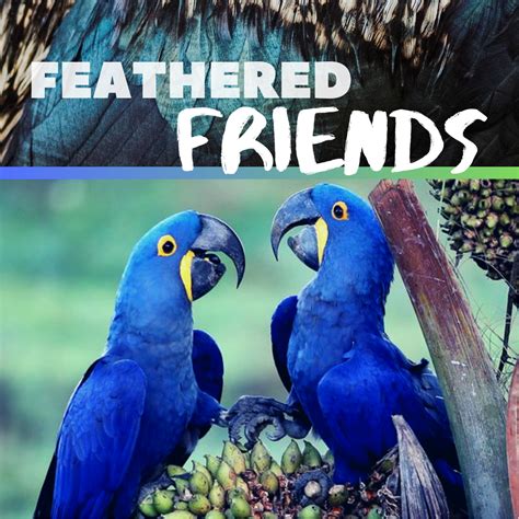 Feathered friends. Things To Know About Feathered friends. 
