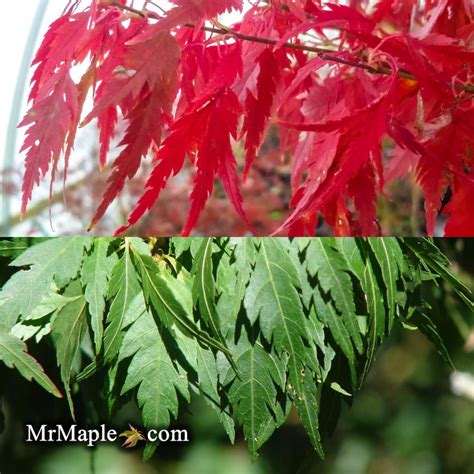 Feathermaple. Things To Know About Feathermaple. 