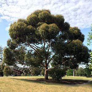 Feature Trees - Nurseries Online - Australia