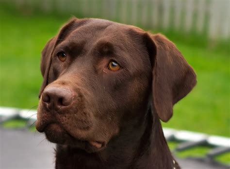 Featured Chocolate Labrador Retriever Article