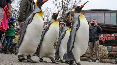 February 11 is... - Cincinnati Zoo & Botanical Garden