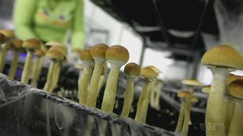 Federal Court ruling sets back health workers seeking psilocybin mushroom access