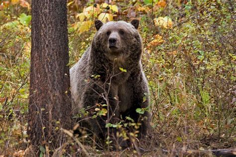 Federal judge shortens Montana’s wolf trapping season to protect non-hibernating grizzly bears