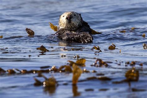 Federal otter tour comes to East Bay to “smash myths” and seek repopulation sites