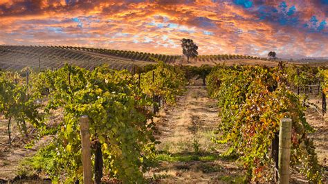 Fedex paso robles california. If you’re a wine enthusiast looking for your next adventure, look no further than Paso Robles, California. With its picturesque vineyards and award-winning wineries, Paso Robles ha... 
