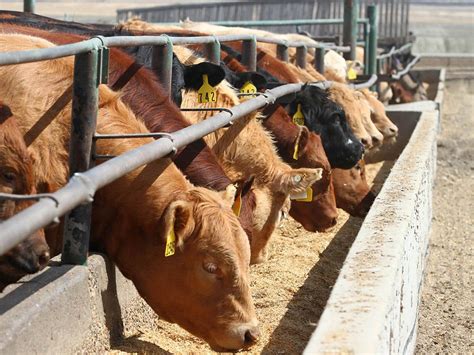 Feds and province offering $165M in drought  relief for livestock producers