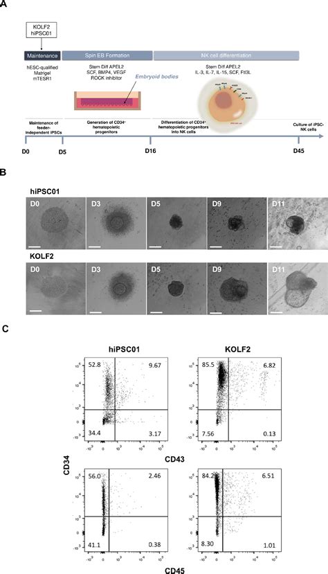 Feeder Cell Sources and Feeder-Free Methods for Human iPS Cell …