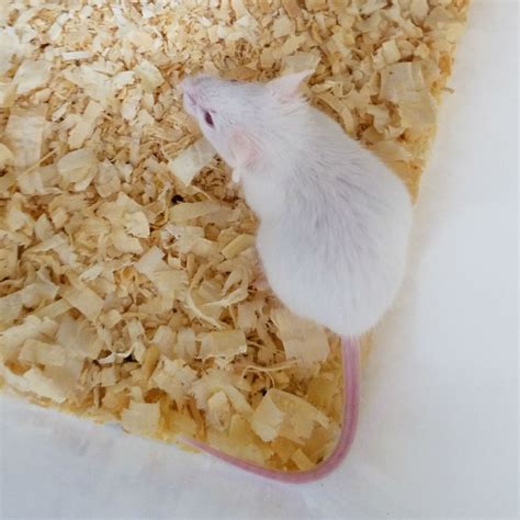 Feeder mice near me. 3 days ago · 8451 49th Street North #102 Pinellas Park, FL 33781 727-851-9543 fins_and_skins@yahoo.com 