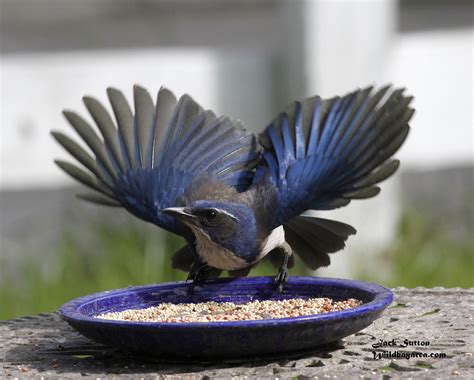 Feederwatch. Description. Blue Jays of all ages have a “bald stage” in which all capital-tract feathers, those on the head, are dropped nearly simultaneously, resulting in individuals being nearly bald for about a week. The first photo was taken on September 4th, and the second was taken 5 days later. In another 4 days, the … 