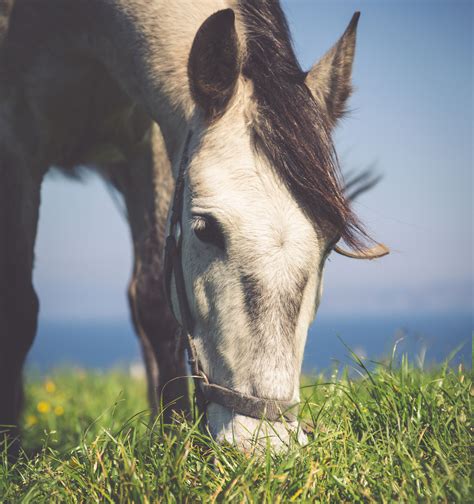 Feeding Behavior of Horses Stable Management