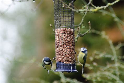 Feeding Garden Birds in Winter BBC Gardeners World …