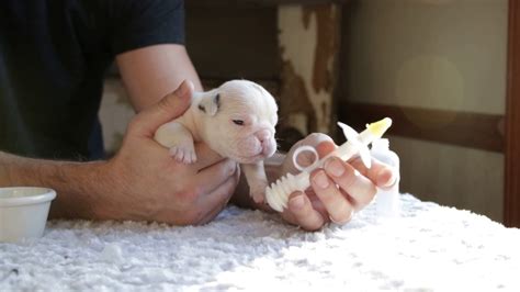 Feeding Newborn French Bulldog Puppies