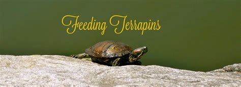 Feeding Terrapins (& Terrapin Food Advice) - PBS Pet …