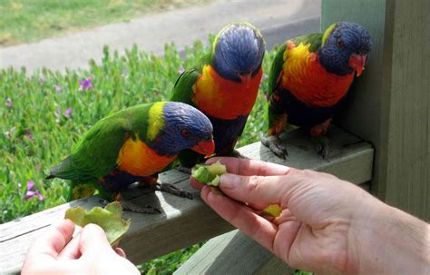 Feeding birds. The golden rule is that a diversity of food types will give you a diversity of bird species. The two bird foods we tend to recommend first are peanuts and sunflower hearts – they’re both eaten by a variety of species, have high protein and calorie contents, and are readily available in most shops. 