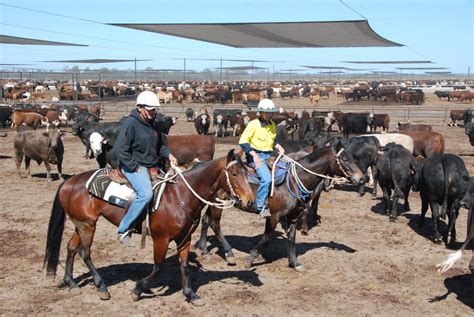 Feedlot Horse