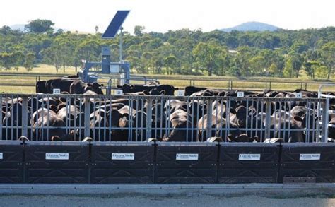 Feedlot Supervisor, Hay - NSW - Beef Central