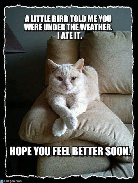 20 Get well soon cat Memes ranked in order of popularity and releva