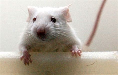 Feeling sexy? Stanford scientists find where lust lives — in mice