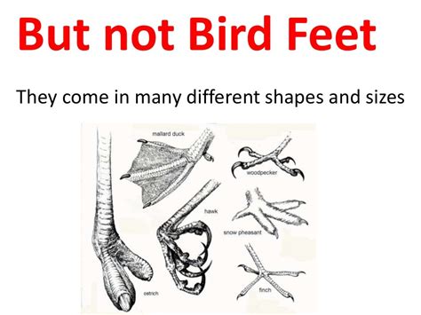 Feet of Birds - SlideShare