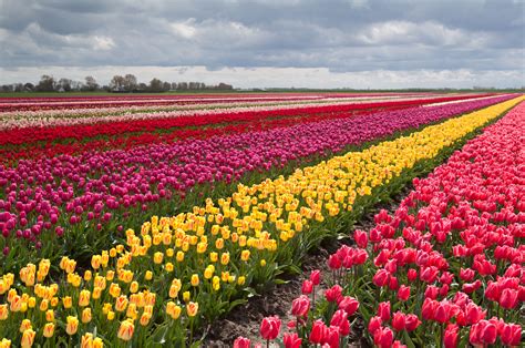 Feild of flowers. Apr 18, 2022 · Flower Fields and Farms. At the Wooden Shoe Tulip Farm in Oregon from March to May, visitors can explore the 200-acre flower farm and enjoy time outdoors with a picnic lunch, amongst the 100 ... 