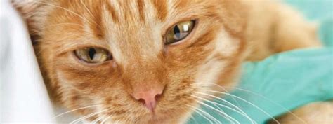 Feline Acute Pancreatitis: Current Concepts in Diagnosis and …