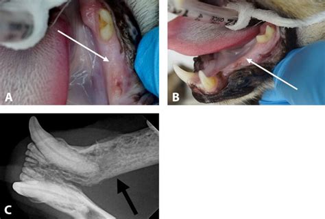 Feline oral squamous cell carcinoma when to euthanize.  As a predisposin...